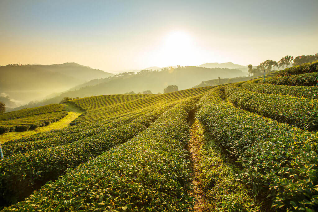 A landscape picture of sunrise over a tea plantation